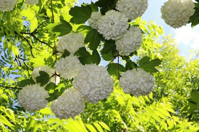 Viburnum opulus 'Roseum' - kalina obecná - květy